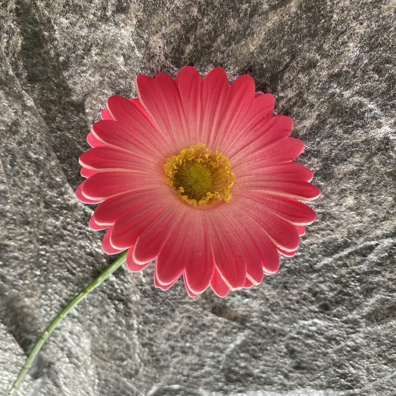 Artificial gerbera daisy are made of Soft rubber cloth and is available in 29 colors. Fake gerbera daisy flowers are used for decor Outdoor, front porch, back deck, garden, balcony, terrace, patio, reservation area, hotel and restaurant. Faux gerbera daisy arrangements can be paired with Begonias, ornamental cabbages, dahlias, roses, tulips, lilies, berries., etc. Leafhometrade specializes in providing wholesale custom artificial daisy.