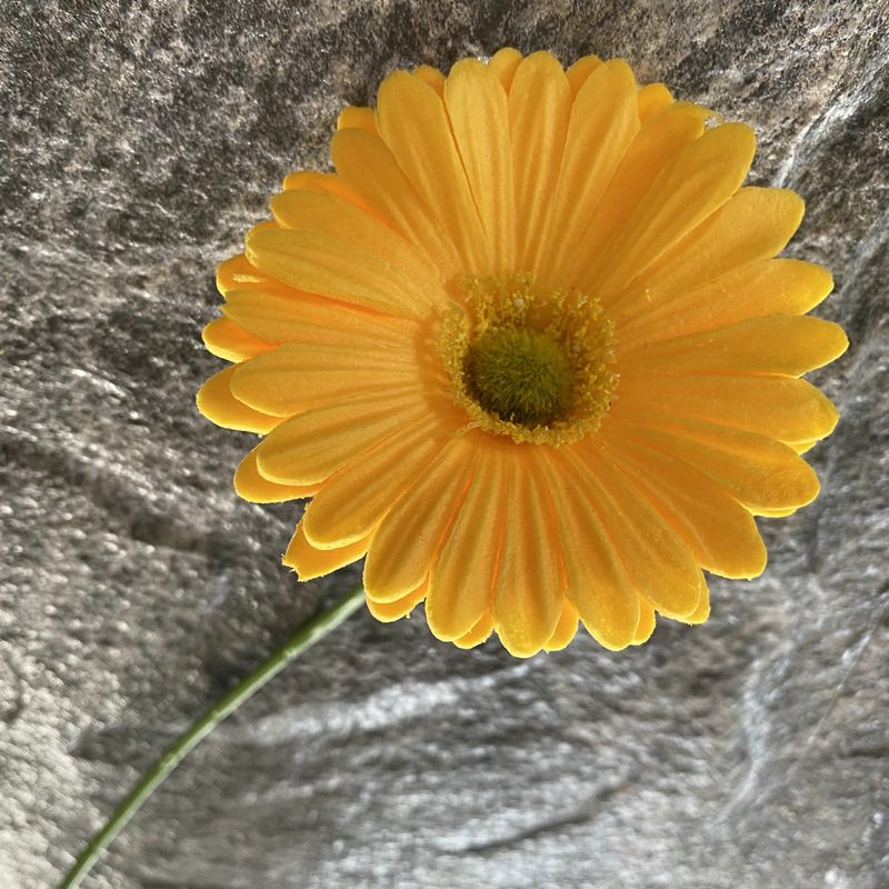 Artificial gerbera daisy are made of Soft rubber cloth and is available in 29 colors. Fake gerbera daisy flowers are used for decor Outdoor, front porch, back deck, garden, balcony, terrace, patio, reservation area, hotel and restaurant. Faux gerbera daisy arrangements can be paired with Begonias, ornamental cabbages, dahlias, roses, tulips, lilies, berries., etc. Leafhometrade specializes in providing wholesale custom artificial daisy.