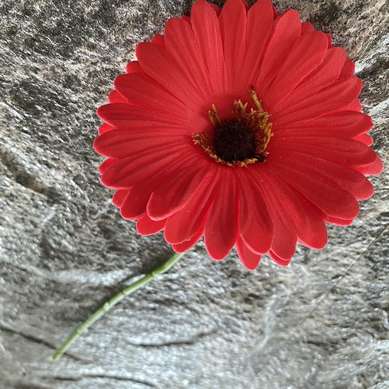 Artificial gerbera daisy are made of Soft rubber cloth and is available in 29 colors. Fake gerbera daisy flowers are used for decor Outdoor, front porch, back deck, garden, balcony, terrace, patio, reservation area, hotel and restaurant. Faux gerbera daisy arrangements can be paired with Begonias, ornamental cabbages, dahlias, roses, tulips, lilies, berries., etc. Leafhometrade specializes in providing wholesale custom artificial daisy.