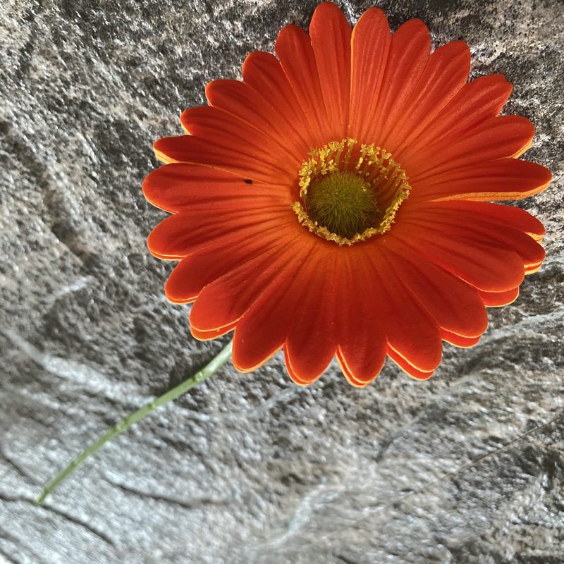 Artificial gerbera daisy are made of Soft rubber cloth and is available in 29 colors. Fake gerbera daisy flowers are used for decor Outdoor, front porch, back deck, garden, balcony, terrace, patio, reservation area, hotel and restaurant. Faux gerbera daisy arrangements can be paired with Begonias, ornamental cabbages, dahlias, roses, tulips, lilies, berries., etc. Leafhometrade specializes in providing wholesale custom artificial daisy.