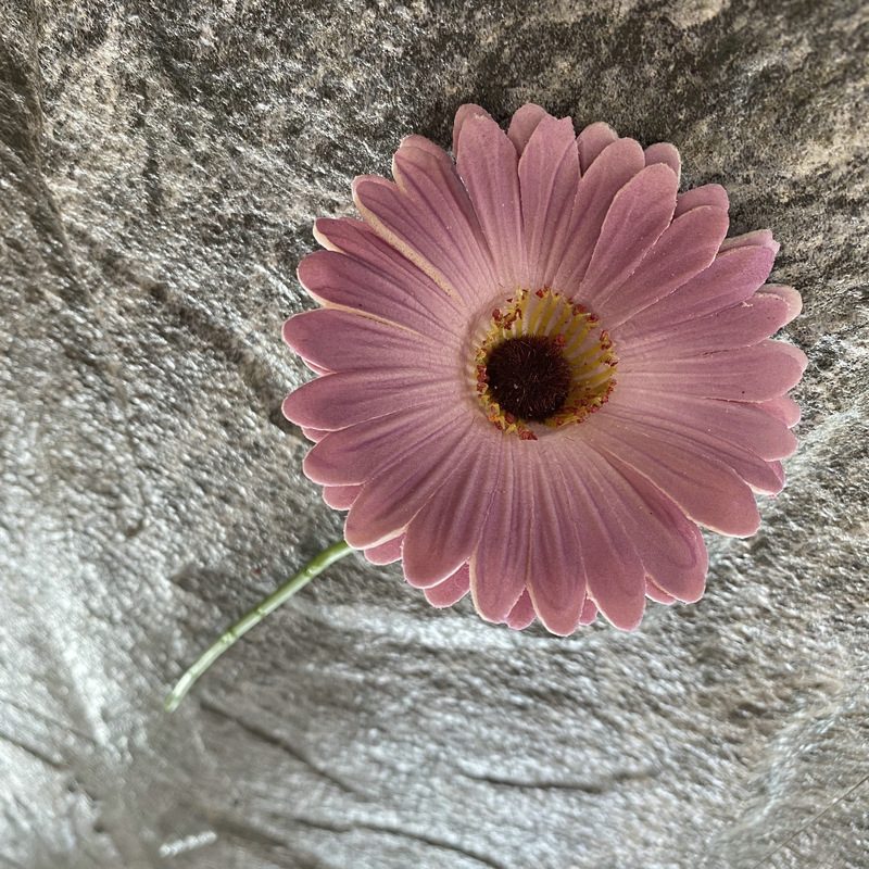 Artificial gerbera daisy are made of Soft rubber cloth and is available in 29 colors. Fake gerbera daisy flowers are used for decor Outdoor, front porch, back deck, garden, balcony, terrace, patio, reservation area, hotel and restaurant. Faux gerbera daisy arrangements can be paired with Begonias, ornamental cabbages, dahlias, roses, tulips, lilies, berries., etc. Leafhometrade specializes in providing wholesale custom artificial daisy.