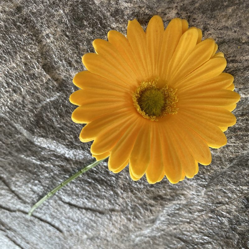 Artificial gerbera daisy are made of Soft rubber cloth and is available in 29 colors. Fake gerbera daisy flowers are used for decor Outdoor, front porch, back deck, garden, balcony, terrace, patio, reservation area, hotel and restaurant. Faux gerbera daisy arrangements can be paired with Begonias, ornamental cabbages, dahlias, roses, tulips, lilies, berries., etc. Leafhometrade specializes in providing wholesale custom artificial daisy.