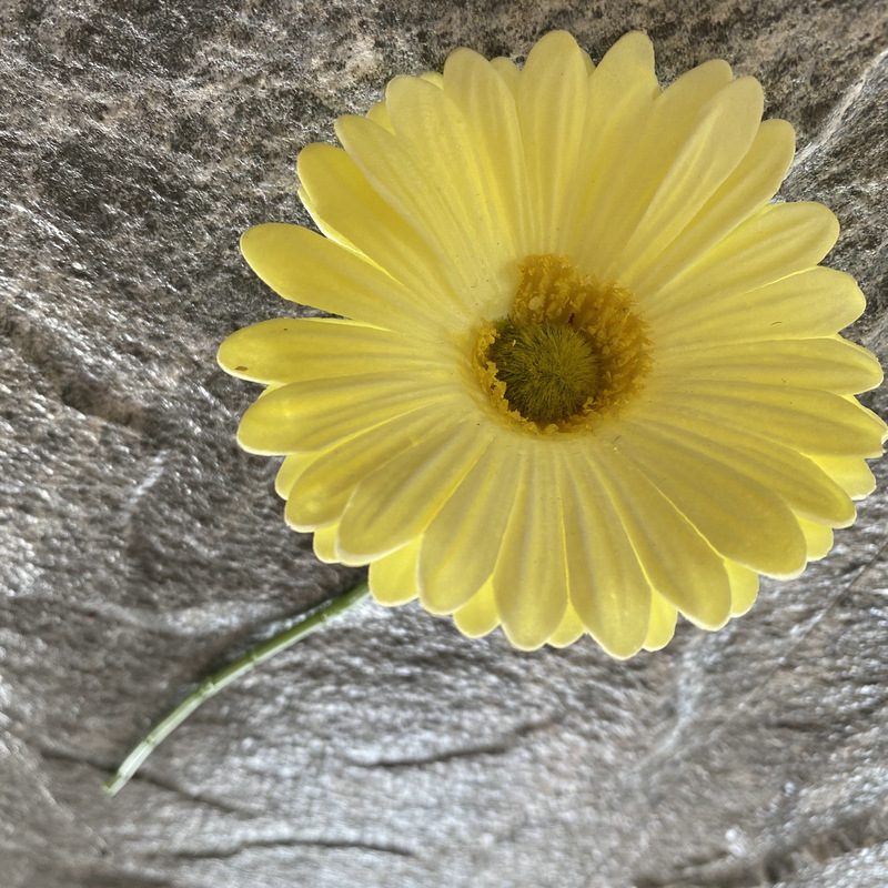 Artificial gerbera daisy are made of Soft rubber cloth and is available in 29 colors. Fake gerbera daisy flowers are used for decor Outdoor, front porch, back deck, garden, balcony, terrace, patio, reservation area, hotel and restaurant. Faux gerbera daisy arrangements can be paired with Begonias, ornamental cabbages, dahlias, roses, tulips, lilies, berries., etc. Leafhometrade specializes in providing wholesale custom artificial daisy.