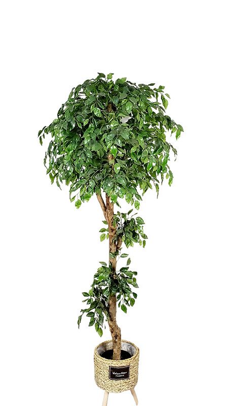 Artificial ficus are made of Feel glue, Solid wood pole, iron wire, tape. Artificial trees with extremely realistic appearance can decorate hotels, casinos, restaurants, shopping malls, retail stores, apartment and office buildings, theaters, stadiums and private homes. Artificial trees can be reused for many years, which makes the initial investment a significant saving in the long run, especially when you consider the maintenance costs required for certain types of trees. Once installed, artificial trees require no maintenance, watering and cleaning, except for occasional dusting when the situation requires it. Leafhometrade specializes in providing wholesale custom artificial plants.