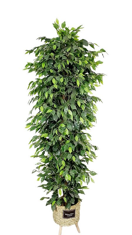 Artificial ficus are made of Feel glue, Solid wood pole, iron wire, tape. Artificial trees with extremely realistic appearance can decorate hotels, casinos, restaurants, shopping malls, retail stores, apartment and office buildings, theaters, stadiums and private homes. Artificial trees can be reused for many years, which makes the initial investment a significant saving in the long run, especially when you consider the maintenance costs required for certain types of trees. Once installed, artificial trees require no maintenance, watering and cleaning, except for occasional dusting when the situation requires it. Leafhometrade specializes in providing wholesale custom artificial plants.