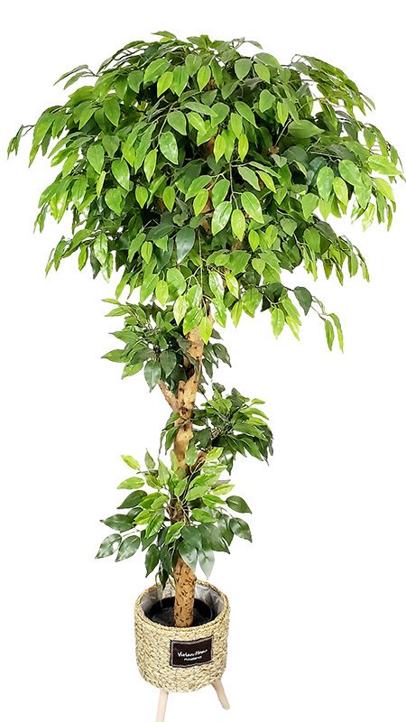 Artificial ficus are made of Feel glue, Solid wood pole, iron wire, tape. Artificial trees with extremely realistic appearance can decorate hotels, casinos, restaurants, shopping malls, retail stores, apartment and office buildings, theaters, stadiums and private homes. Artificial trees can be reused for many years, which makes the initial investment a significant saving in the long run, especially when you consider the maintenance costs required for certain types of trees. Once installed, artificial trees require no maintenance, watering and cleaning, except for occasional dusting when the situation requires it. Leafhometrade specializes in providing wholesale custom artificial plants.