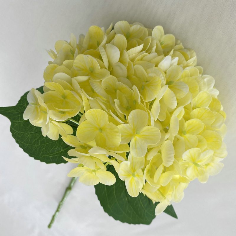 Artificial hydrangeas are made of Soft rubber cloth, available in 20 colors. Artificial hydrangeas flowers are used for ‎Home decoration, party venue decoration, wedding venue decoration, exquisite bouquet design, flower box design, flower basket design. Hydrangea flower arrangements can be paired with delphiniums, freesias, foxgloves, greenery, bells, and more. Use hydrangeas in different colors to create a more vibrant floral arrangement for special occasions. Add some greenery to your flower arrangement to fill in the gaps and add visual interest. Use a vase or container in the same color as the hydrangeas for a more cohesive look. Leafhometrade specializes in providing wholesale custom artificial plants.