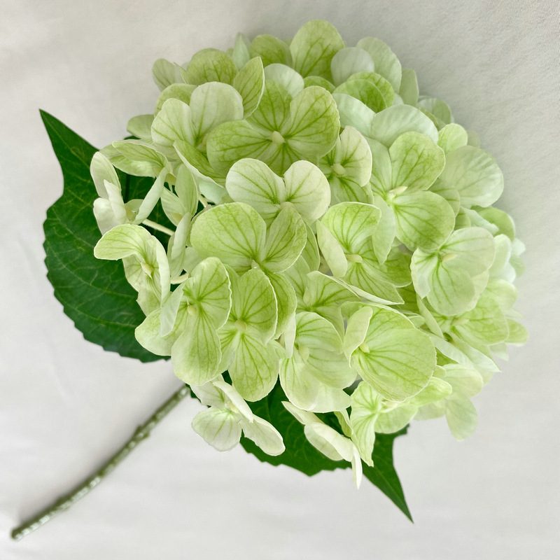 Artificial hydrangeas are made of Soft rubber cloth, available in 22 colors. Artificial hydrangeas flowers are used for ‎Home decoration, party venue decoration, wedding venue decoration, exquisite bouquet design, flower box design, flower basket design. Hydrangea flower arrangements can be paired with delphiniums, freesias, foxgloves, greenery, bells, and more. Use hydrangeas in different colors to create a more vibrant floral arrangement for special occasions. Add some greenery to your flower arrangement to fill in the gaps and add visual interest. Use a vase or container in the same color as the hydrangeas for a more cohesive look. Leafhometrade specializes in providing wholesale custom artificial plants.